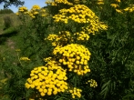 Common Tansy 
Tanacetum vulgare by Amy